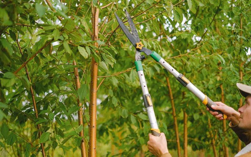 Tree trimming in Saint Xavier, MT