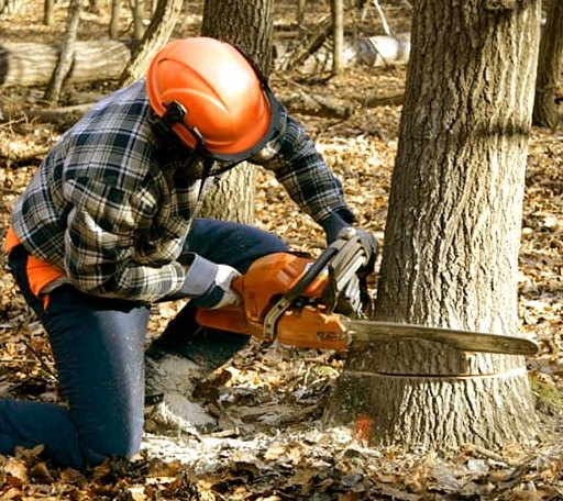 Tree Removal in Saint Xavier, MT